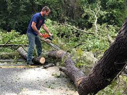 Best Tree and Shrub Care  in Alanuk, AK