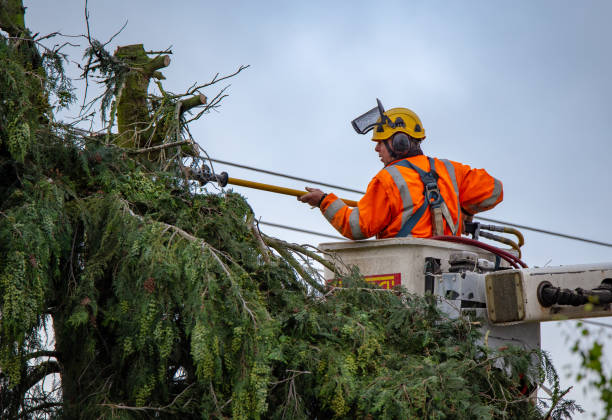 Best Commercial Tree Services  in Alanuk, AK